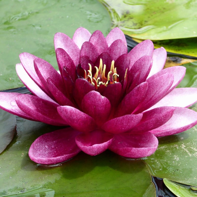 LILYNymphaea Almost Black