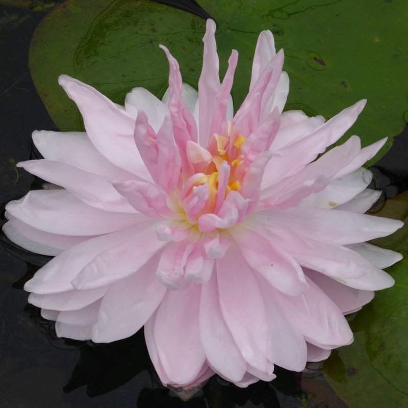 LILYNymphaea Gloire de Temple Sur Lot