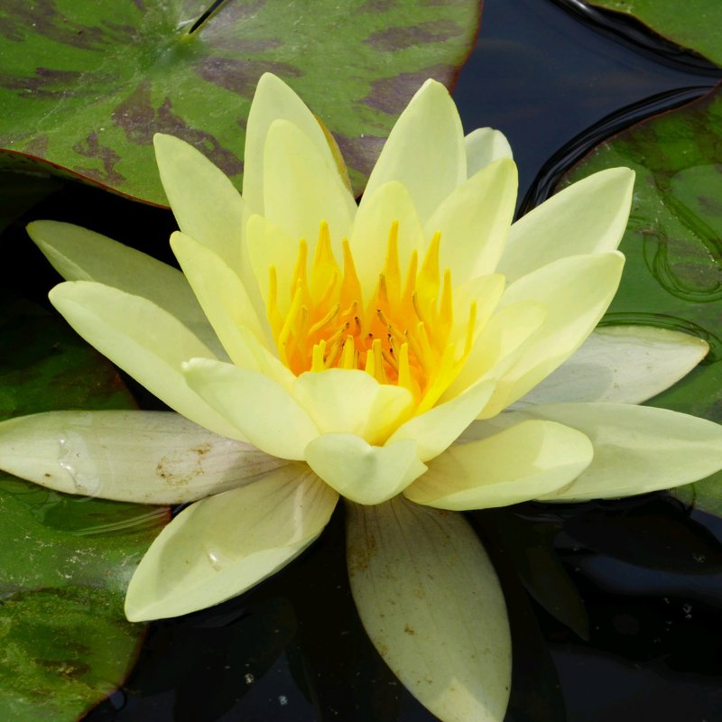 Nymphaea Marliacea Chromatella