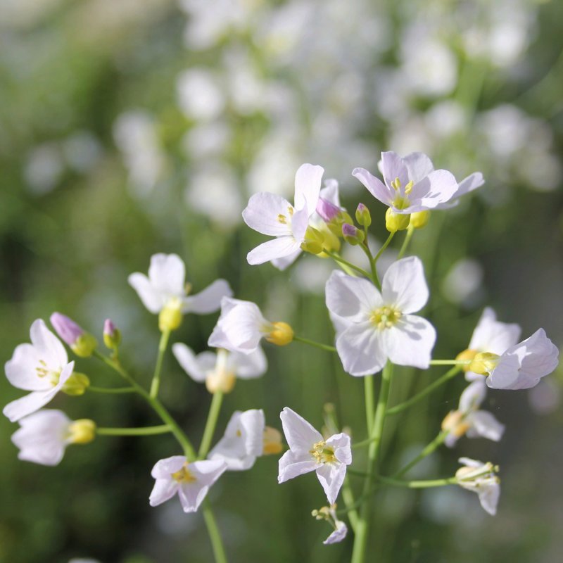 MARGINALCardamine pratensis