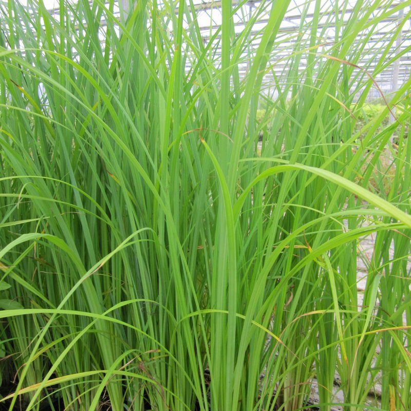 MARGINALCarex acuta