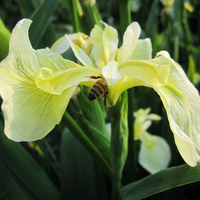 Iris pseudacorus bastardii
