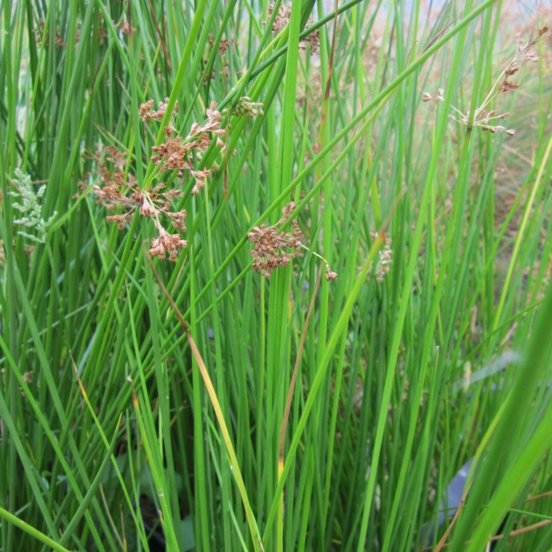 Juncus effusus