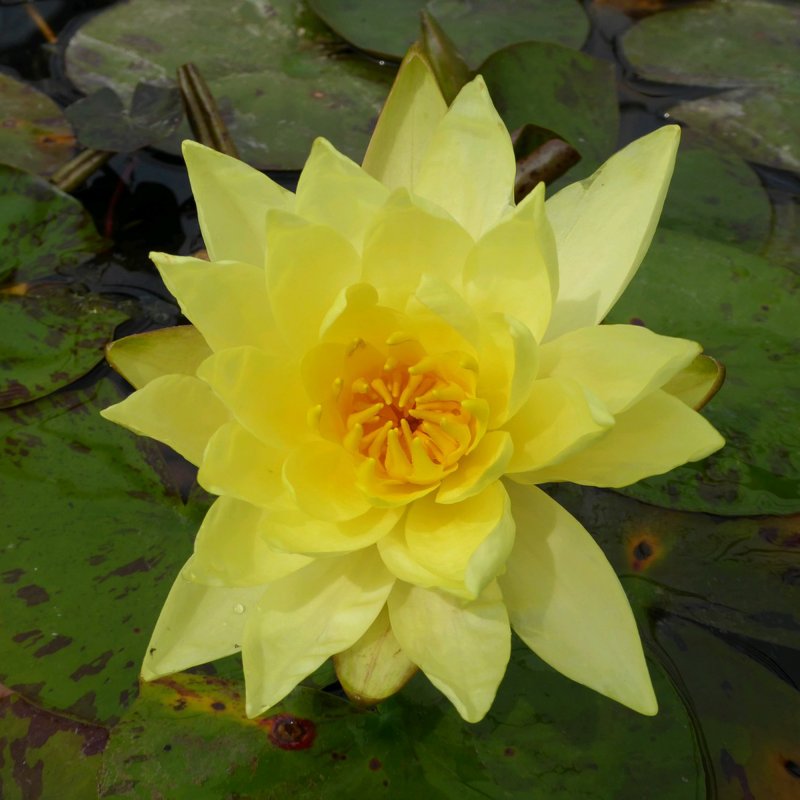 LILYNymphaea Lemon Mist1