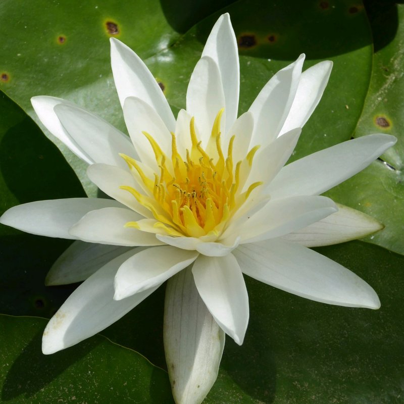 Nymphaea Alba