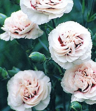 DIANTHUSCRANMEREPOOLLARGE