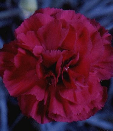 DIANTHUSDEVONWIZARDLARGE