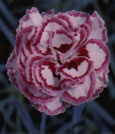 DIANTHUSGRANSFAVOURITELARGE