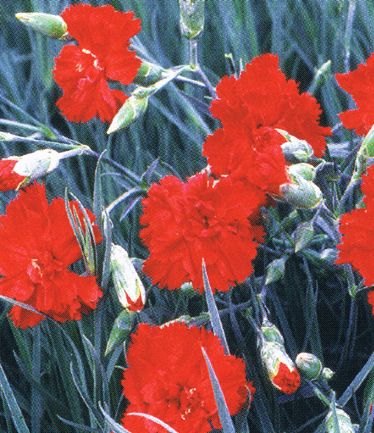 DIANTHUSLADYINREDLARGE