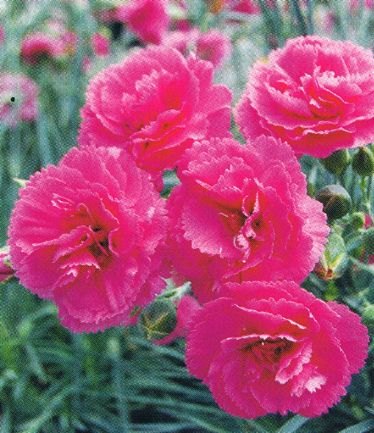 DIANTHUSLILYTHEPINKLARGE
