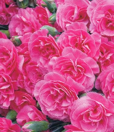 DIANTHUSVALDAWYATTLARGE