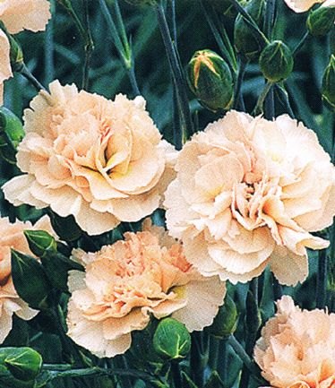 DIANTHUSWIDECOMBEFAIRLARGE