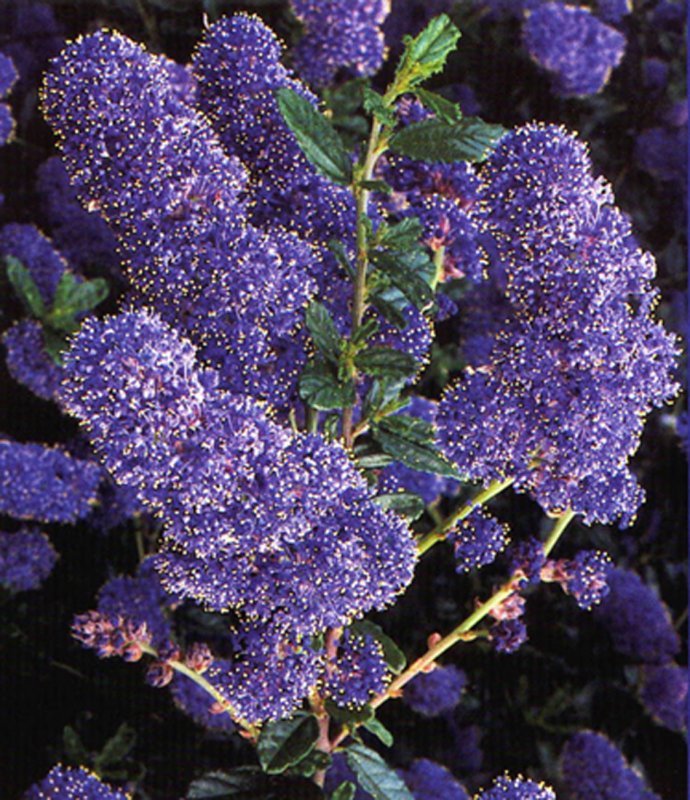 CeanothusItalianSkies