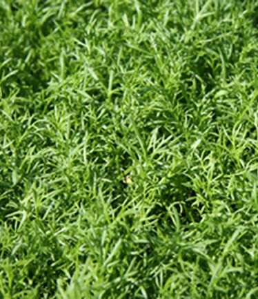 HERBCHAMOMILELAWNLARGE