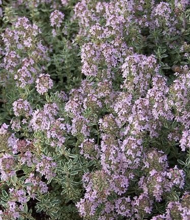 HERBTHYMESILVERQUEENLARGE