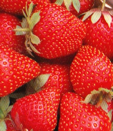 FRUITSTRAWBERRYSYMPHONYLARGE