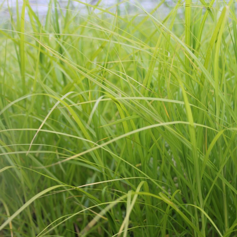 MARGINALCarex muskingumensis1