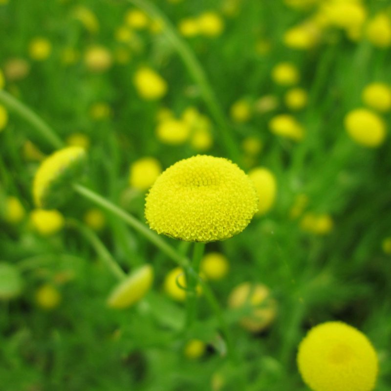 Cotula coronopifolia Flower