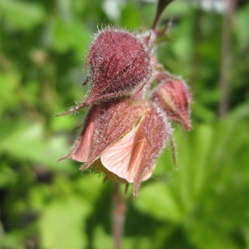 Geum rivale