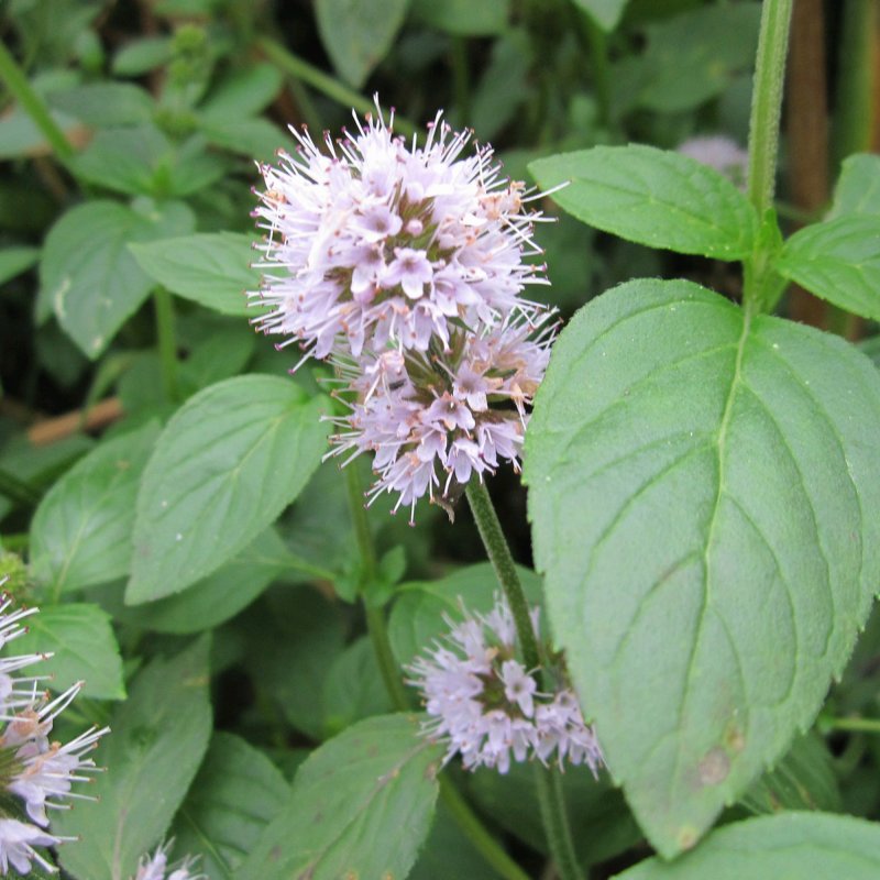 Mentha aquatica