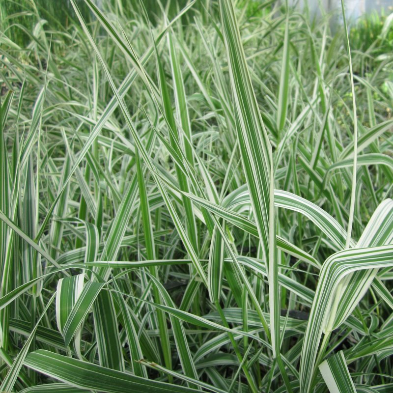 MARGINALPhalaris arundinacea var picta1
