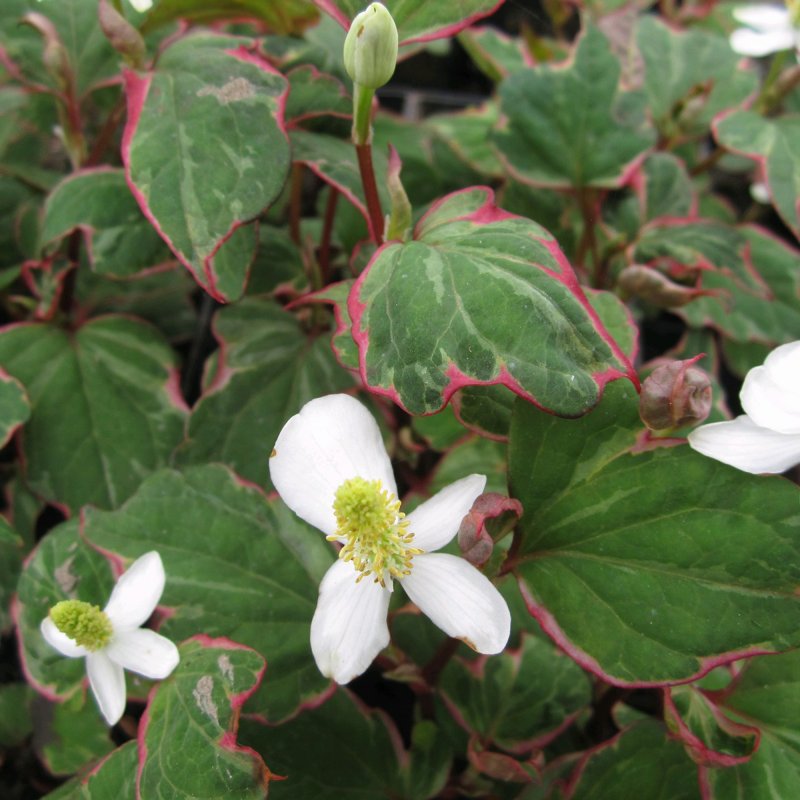 MARGINALHouttuynia cordata  _Boo Boo_1