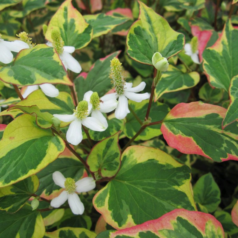 Houttuynia cordata Chameleon