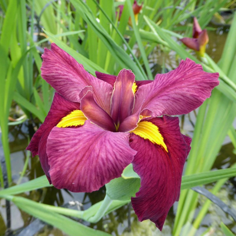 Iris louisiana _Ann Chowning