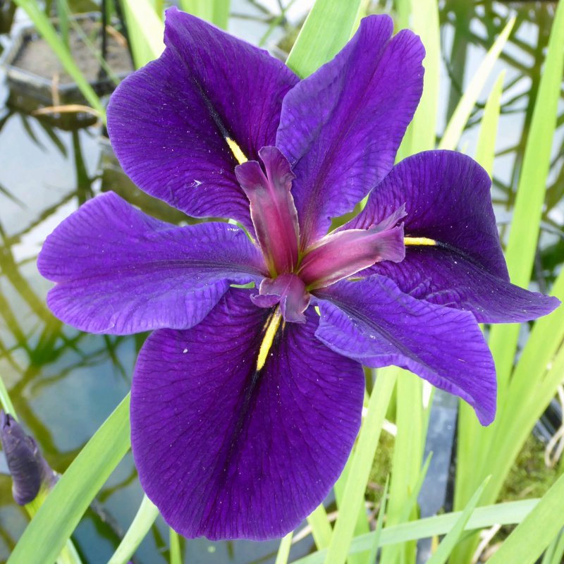 Iris louisiana _Black gamecock