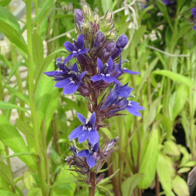 Lobelia vedrariensis