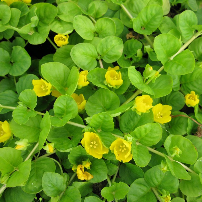 Lysimachia nummularia