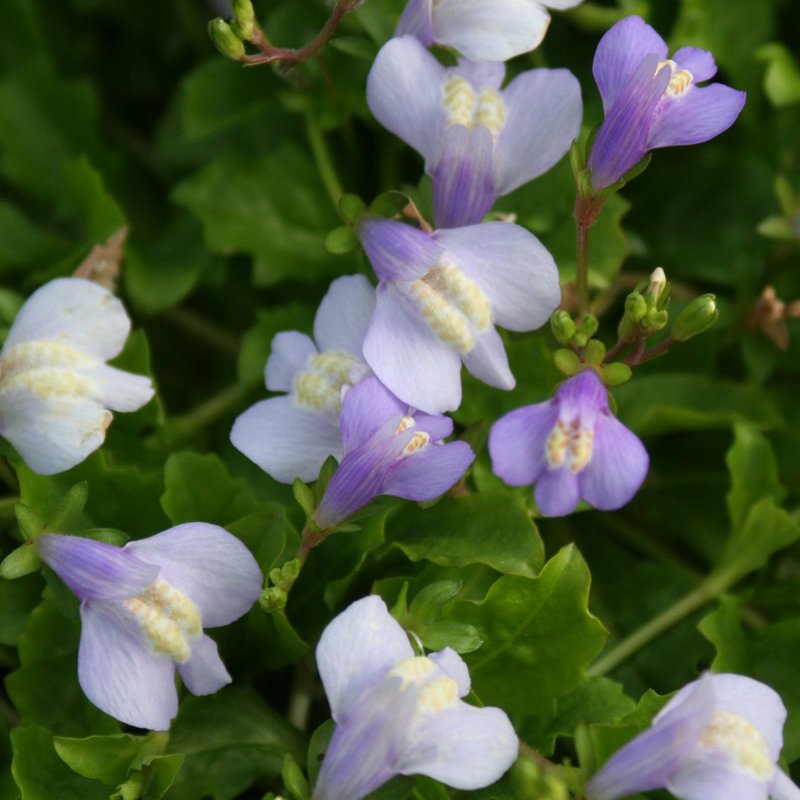 Mazus reptans