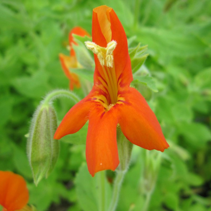 MARGINALMimulus cardinalis