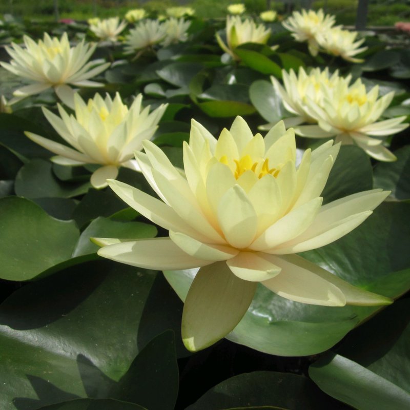 LILYNymphaea Inner Light1