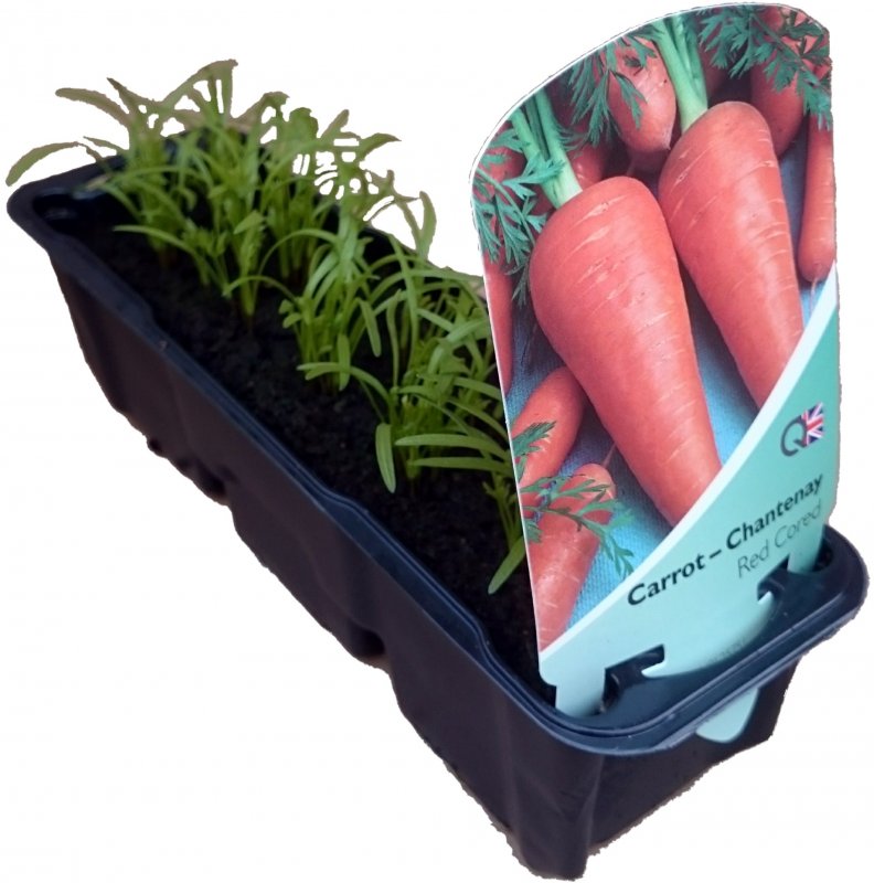 VEGCarrotChantennay