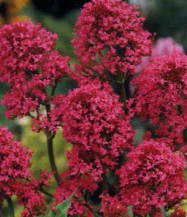 PERCENTRANTHUSRUBERCOCCINEUSLARGE