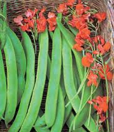 VEGBEANRUNNERLADYDILARGE