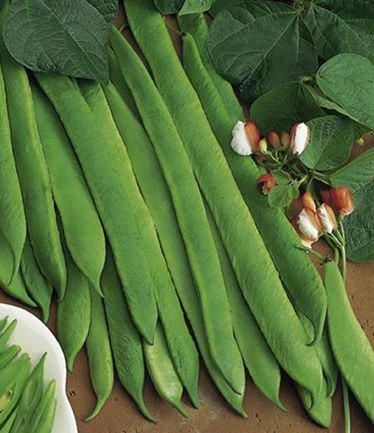 VEGBEANRUNNERPAINTEDLADYLARGE