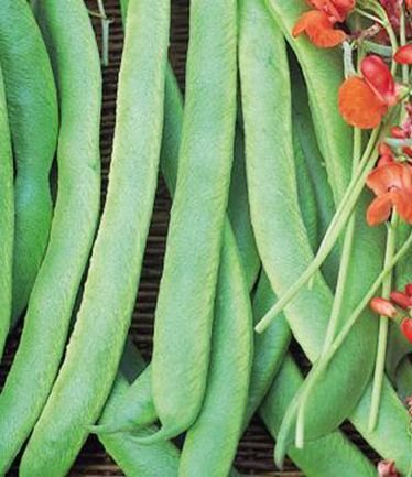 VEGBEANRUNNERPRIZEWINNERLARGE
