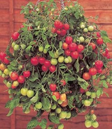 VEGTOMATOTUMBLINTOMREDLARGE