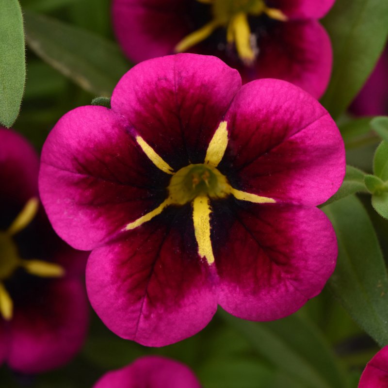 BEDDSUMMCalibrachoa Cabaret Good Night Kiss 01