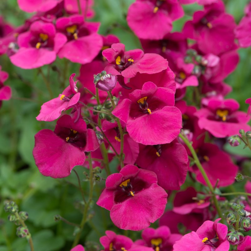 BEDD_Diascia_Diamond_Fuchsia_Bloom_5042