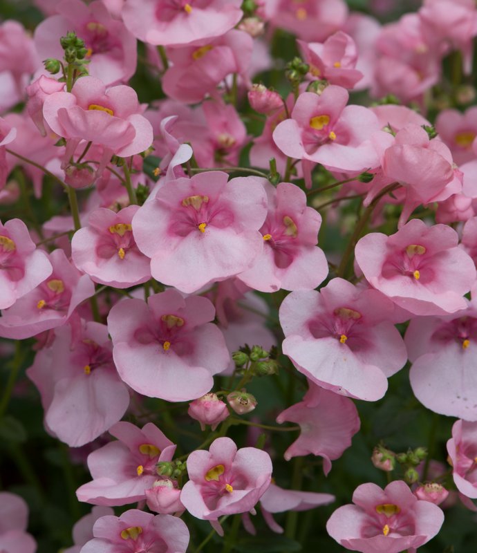 Diascia Diamond Light Pink