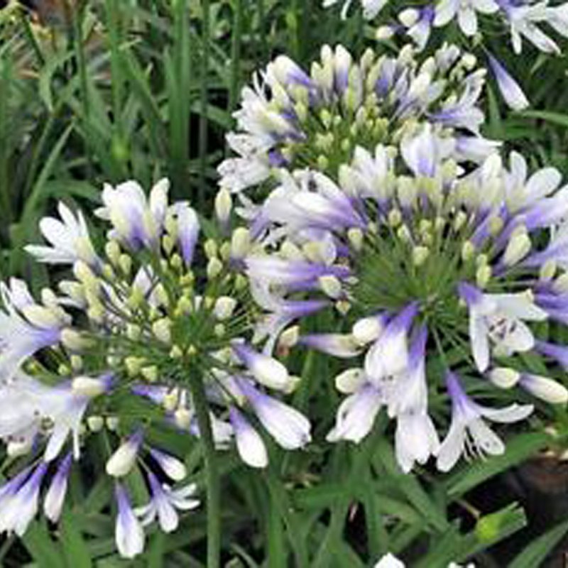 agapanthus twister