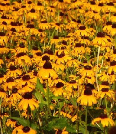 PERRUDBECKIAGOLDSTURMLARGE