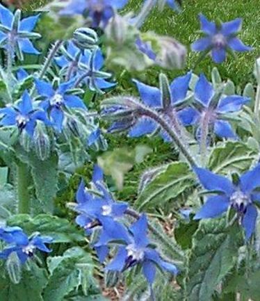 HERBBORAGEBLUELARGE