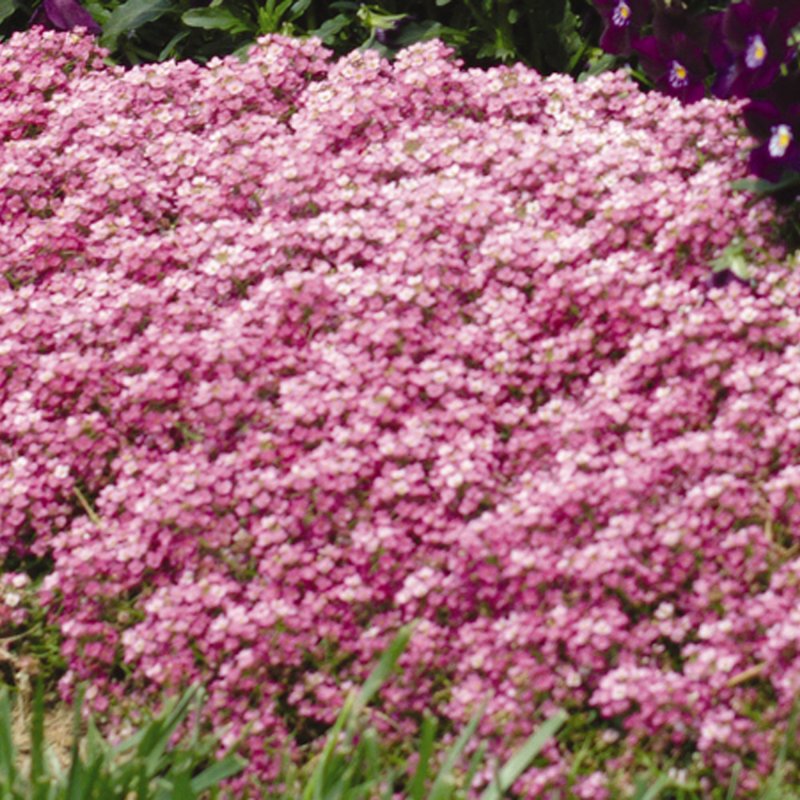 BEDDSUMMAlyssum_Easter_Bonnet_Deep_Pink_Landscape_48850