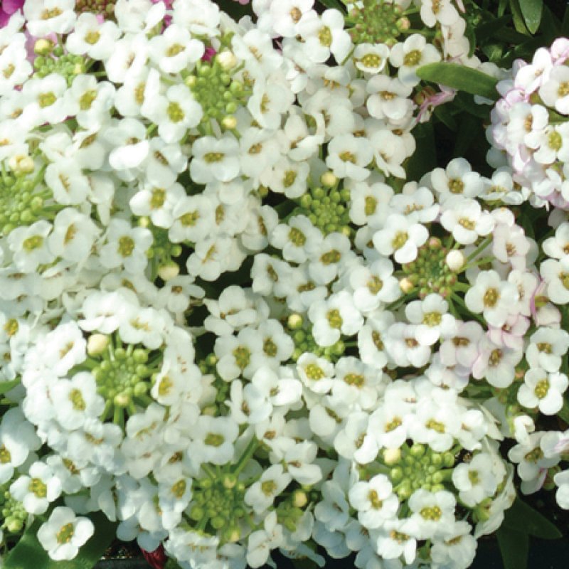 BEDD_Alyssum_Easter_Bonnet_White_Bloom_2525 (1)