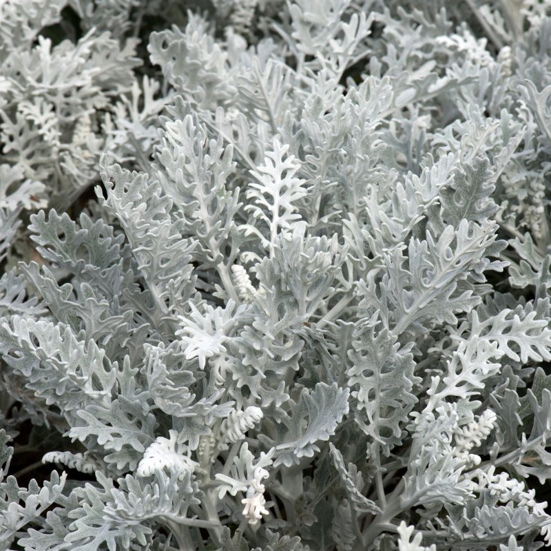 BEDD_Cineraria_Silverdust_Foliage_7809