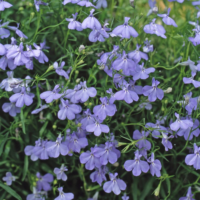 BEDD_Lobelia_Fountain_Blue_Bloom_1114